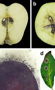Image result for Moldy Apple Core
