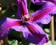 Image result for Clematis Mrs N. Thompson