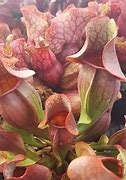 Image result for Carnivorous Plants Mihigan