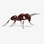 Image result for High Resolution Images On Animated Ant
