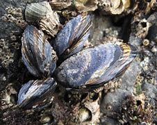 Image result for Mussel Season California