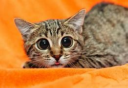 Image result for Scared Cat Face