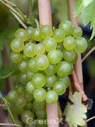 Image result for Vitis Phoenix