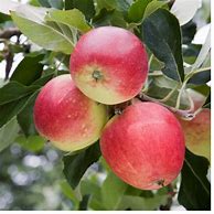 Image result for M27 Apple Trees