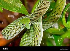 Image result for Vine Whip Snake