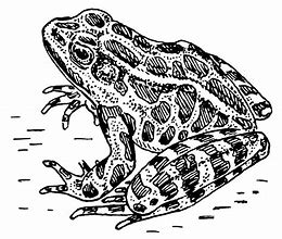 Image result for Frog Line Drawing