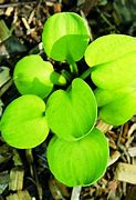 Image result for Hosta Giantland Sunny Mouse Ears