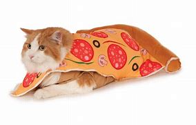 Image result for Cat in Pizza Coustume Funny