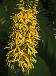 Image result for Ligularia przewalskii