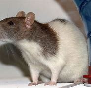Image result for Tailless Mice