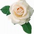 Image result for White Rose ClipArt