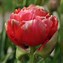 Tulipa Renown Unique に対する画像結果