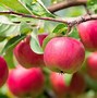 Image result for One Apple Tree Pictures