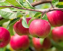 Image result for Apple Tree Apple's