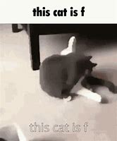 Image result for This Cat Is Not Chillin