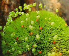 Image result for Pincushion Moss Cells Microscope