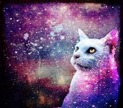 Image result for Purple Galaxy Cat