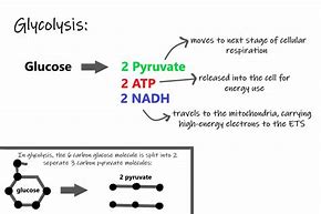 Image result for Cellular Respiration Simplified