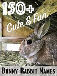 Image result for Cute Bunny Names
