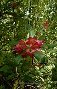 Rhododendron dichroant. scyphocalyx ಗಾಗಿ ಇಮೇಜ್ ಫಲಿತಾಂಶ