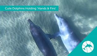 Image result for Mini Hand On Fin