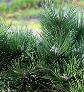Pinus nigra Hornibrookiana-এর ছবি ফলাফল