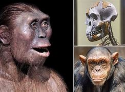 Image result for Lucy Human Evolution