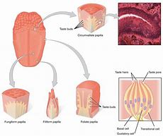 Image result for Strep Throat Tongue
