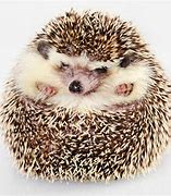 Image result for Hedgehog Curled Up with Paw Sticking Out