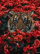 Image result for Animal Bengal Tiger