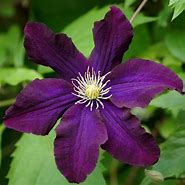 Image result for Clematis Simensis