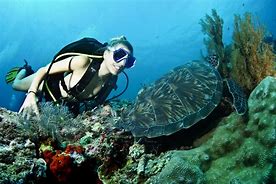 Image result for 100th Scuba Dive