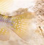 Image result for Euro Ram Fish