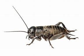 Image result for Field Cricket