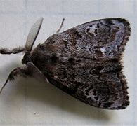 Image result for "western-tussock-moth"