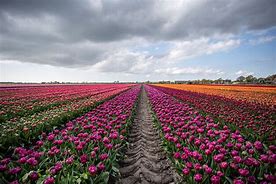 Image result for Amsterdam in March Tulips