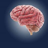 Image result for Picutre of Brain for Kids