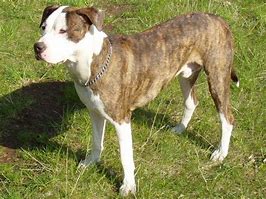 Image result for Pit Bull Buf