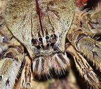 Image result for Huntsman Spider Habitat