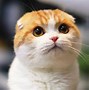 Image result for Wuffles Cat