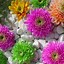 Image result for Live Flower Wallpaper for iPhone