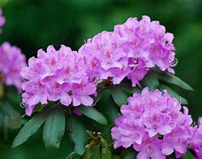 Image result for rhododendron 