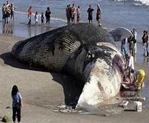 Image result for Biggest Animal On the Planet