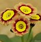 Image result for Primula auricula hybride