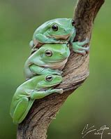 Image result for White Tree Frog Cute