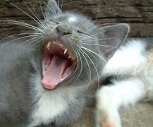Image result for Cat Mouth Wide-Open