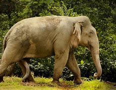 Image result for Biggest Animal Balls in the World