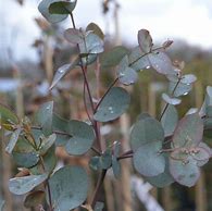 Image result for Eucalyptus gunnii SILVERANA