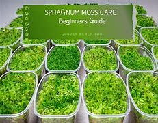 Image result for Sphagnum Lawn