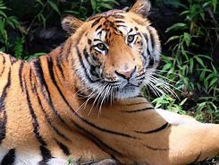 Image result for Native Indonesian Animals